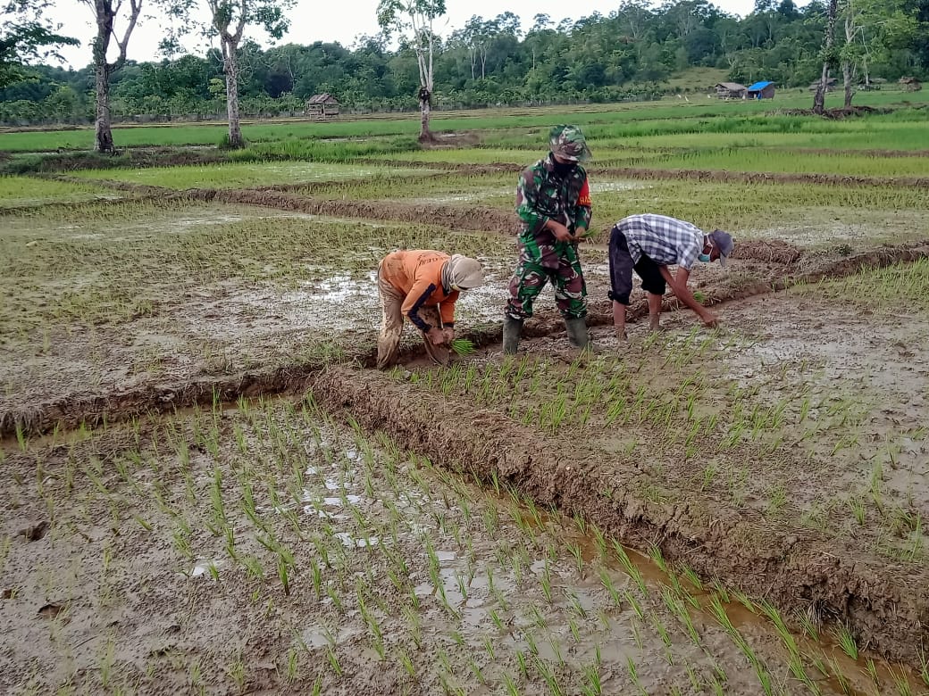 Babinsa Koramil 06/ Teluk Dalam bantu petani menanam padi