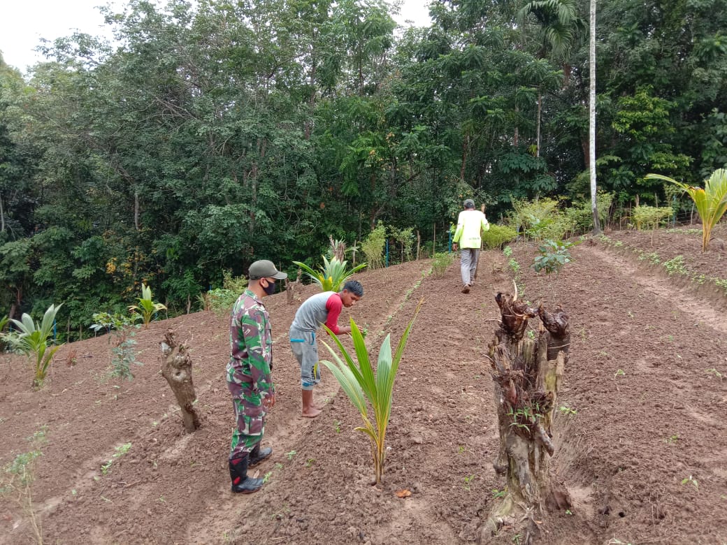 Peran Aktif Babinsa 06/Dam Bantu Petani Menanam Bibit Cabe Rawit