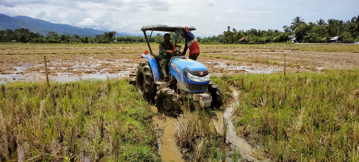Berikan Semangat Pada Petani, Babinsa Bantu Bajak Sawah
