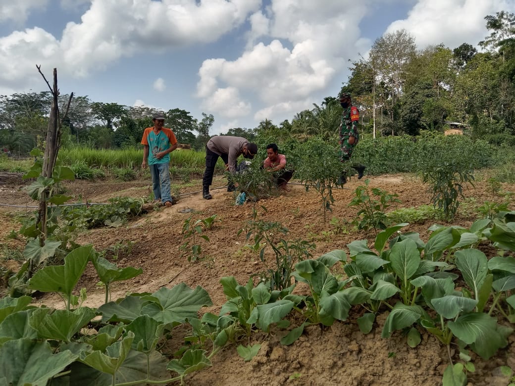 TNI-POLRI Banda Alam Bersinergi,  Bantu Bersihkan Rumput Petani Sawi