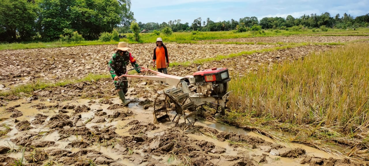 Berikan Semangat Pada Petani, Babinsa Bantu Bajak Sawah