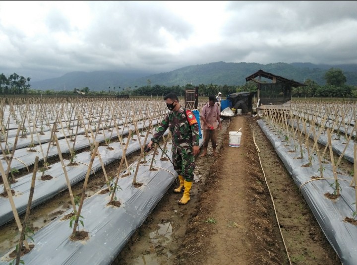 Babinsa Kuala Batee Bantu Merawat Tanaman Cabe Milik Petani