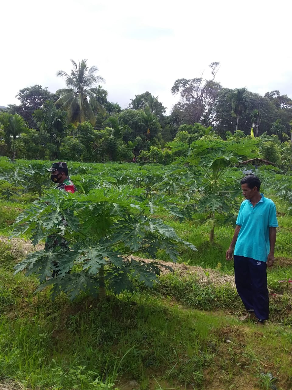 Babinsa Bantu Petani Perawatan Kebun Pepaya di Wilayah Binaan