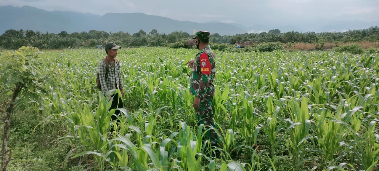 Babinsa Bersama Warga Membersihkan Kebun Jagung