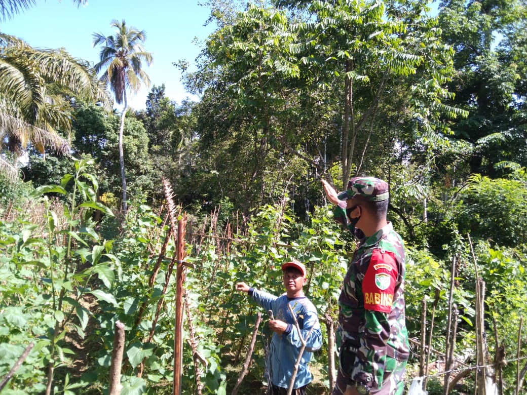 Bantu Perekonomian Warga, Babinsa Dampingi Petani Sayuran