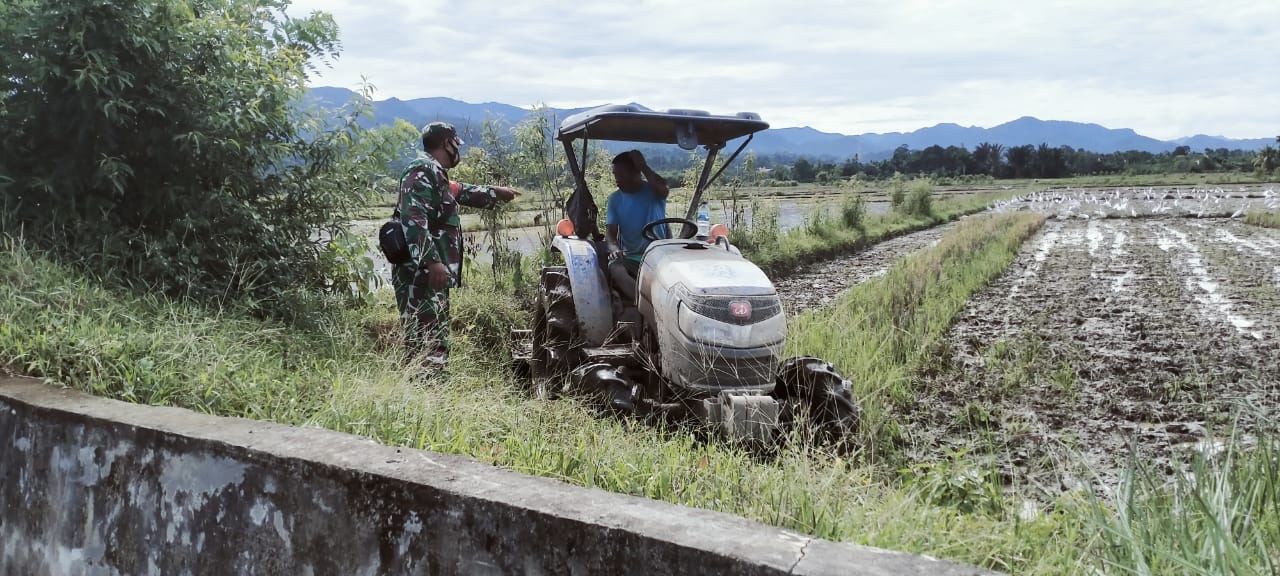 Peran Aktif Babinsa Sangat Positif, Mendampingi Petani Di Sawah