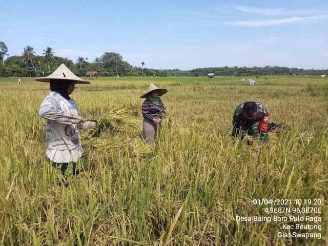 Sukseskan Swasembada Pangan Babinsa Koramil 05/Beutong Laksanakan Pendampingan Pada Saat musim Panen tiba