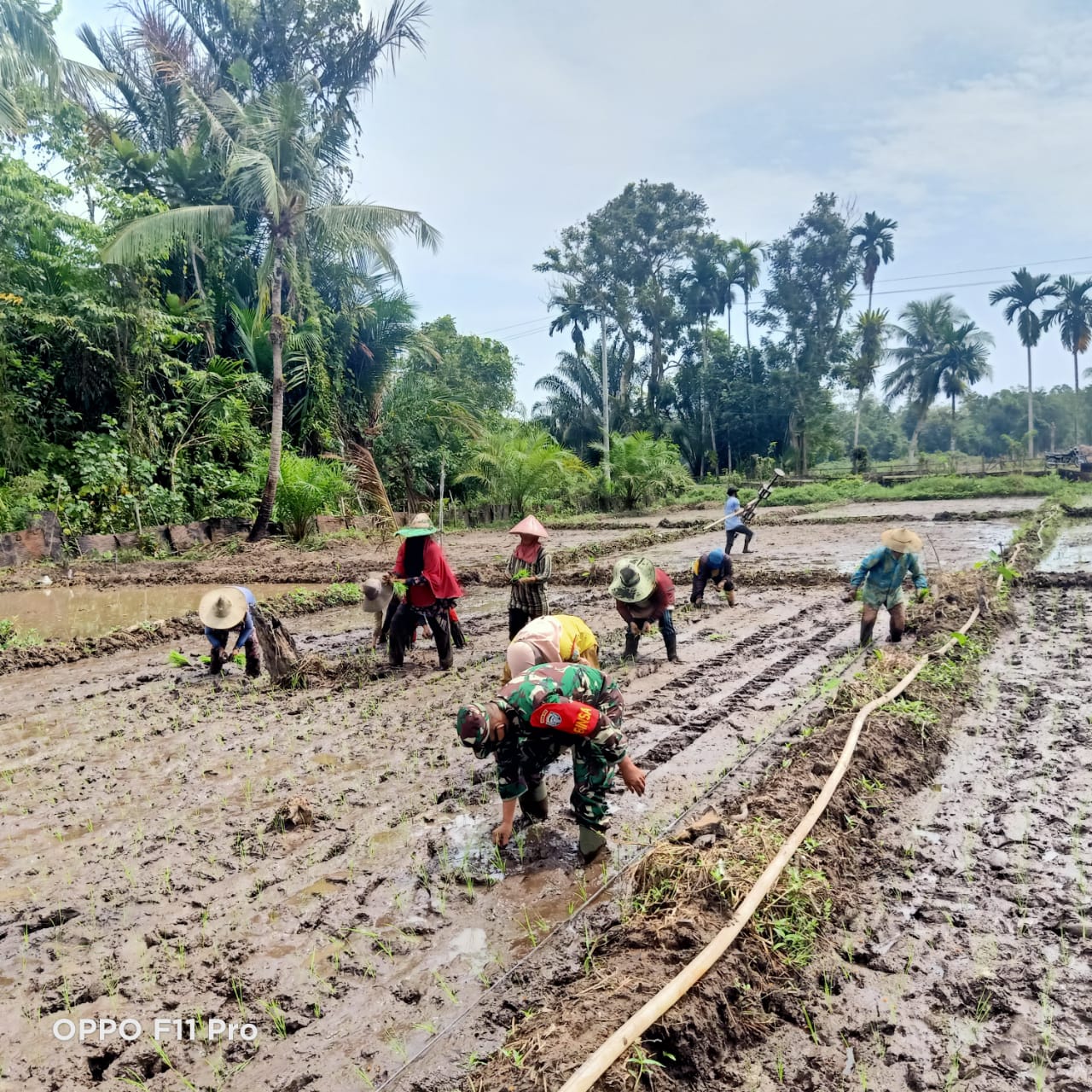 Babinsa terjun kesawah bantu menanam padi milik warga binaan