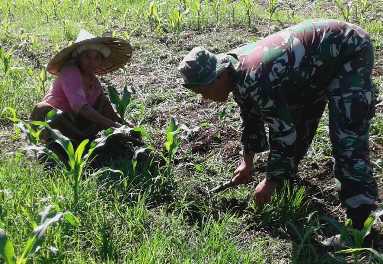Dengan semangat Babinsa Posramil Tadu Raya bantu Petani bersihkan Rumput Jagung