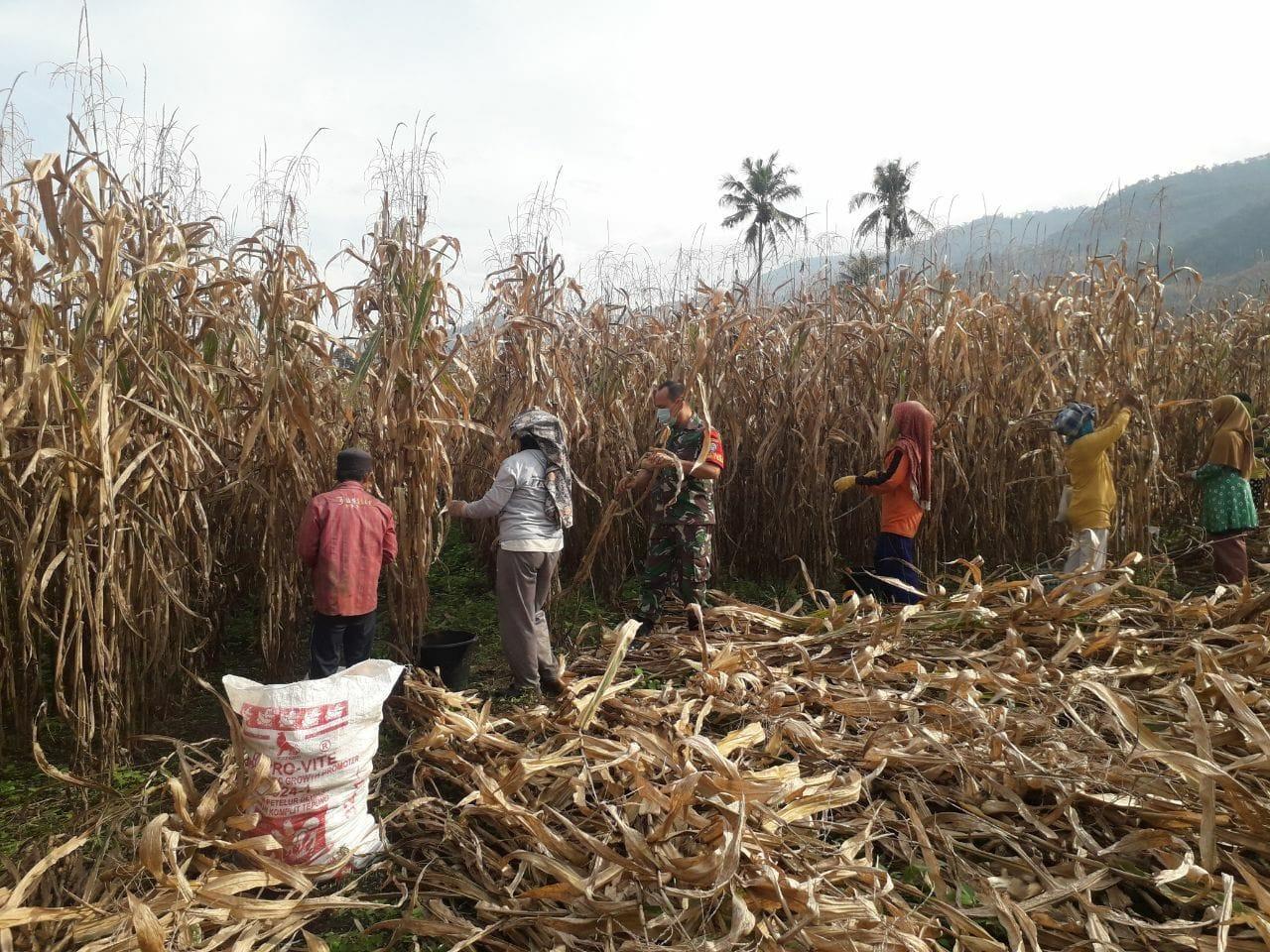 Babinsa Dampingi Petani Panen Jagung