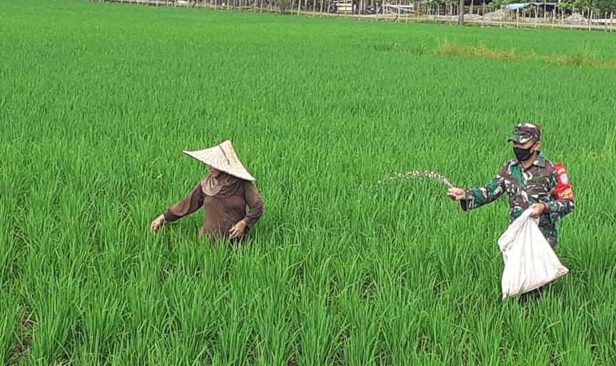Walaupun dalam keadaan puasa Babinsa tetap terjun langsung ke sawah Bantu Petani Pupuk Padi