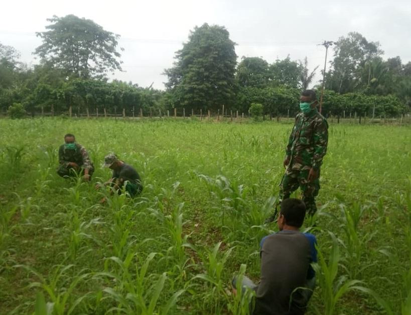 Babinsa Posramil Tadu Raya bantu Petani bersihkan Rumput Pengganggu tanaman Padi