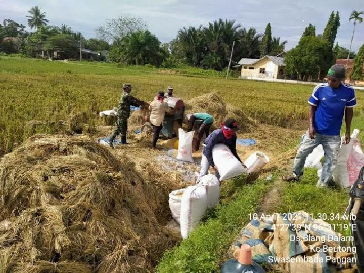 Babinsa Koramil 05/Beutong bantu panen padi dengan mesin Perontok Sederhana