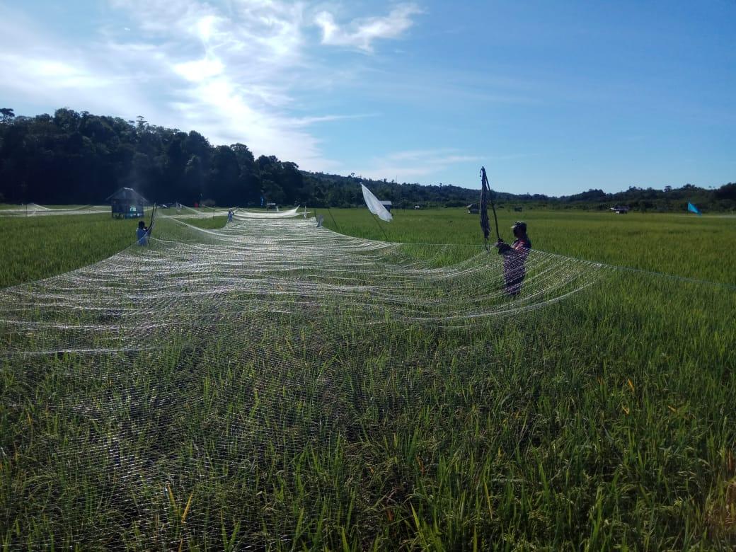 Koptu Rahmat Bantu Petani Pasang Jaring Penghalau Hama Burung