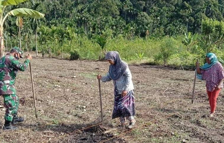 Babinsa Bantu Petani Tanam Jagung Bersama Petani