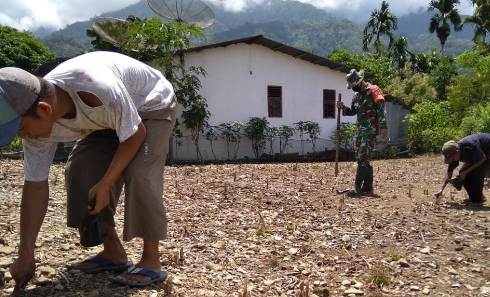 Serda Puji Bantu Petani Tanam Jagung