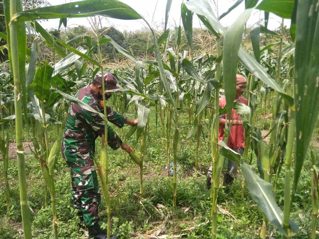 Babinsa Koramil 17/Jantho Bantu panen jagung milik warga desa binaan
