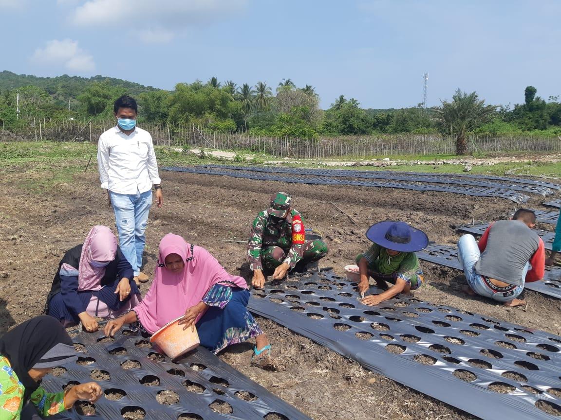 Babinsa Bersama Masyarakat Melaksanakan Penanaman Bawang Merah