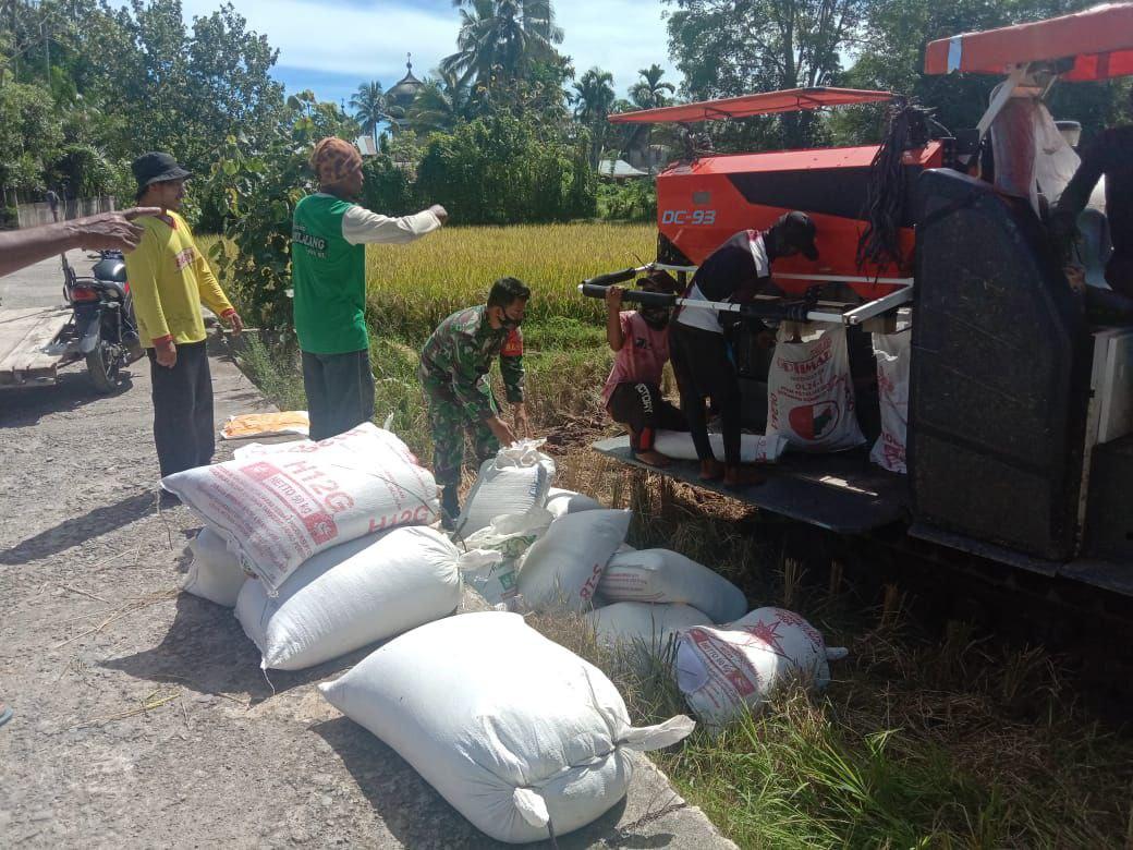 Dampingi Warga Binaannya Babinsa Bantu Petani  Merontokokan Padi di sawah