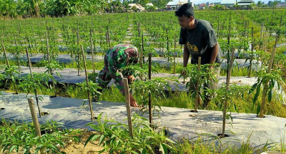 Babinsa Koramil 08/Kula Bantu petani Rawat Tanaman Cabe