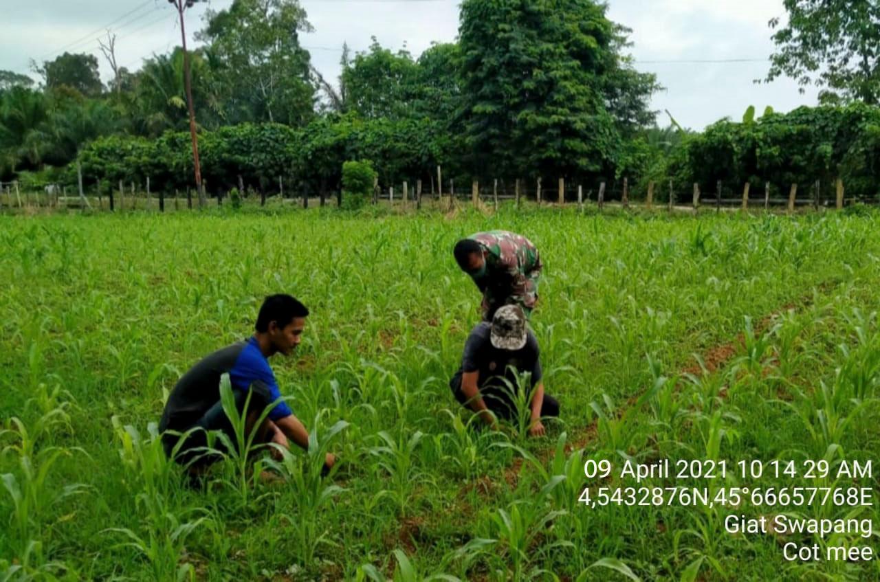 Untuk Jaga Kesuburan Tanaman Jagung Babinsa Posramil Tadu Raya bantu petani bersihkan rumput jagung