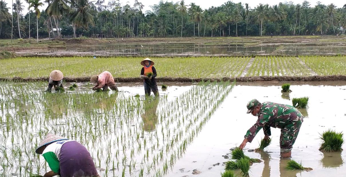Babinsa Koramil 22/Blm, Bantu Petani Tanam Padi di sawah