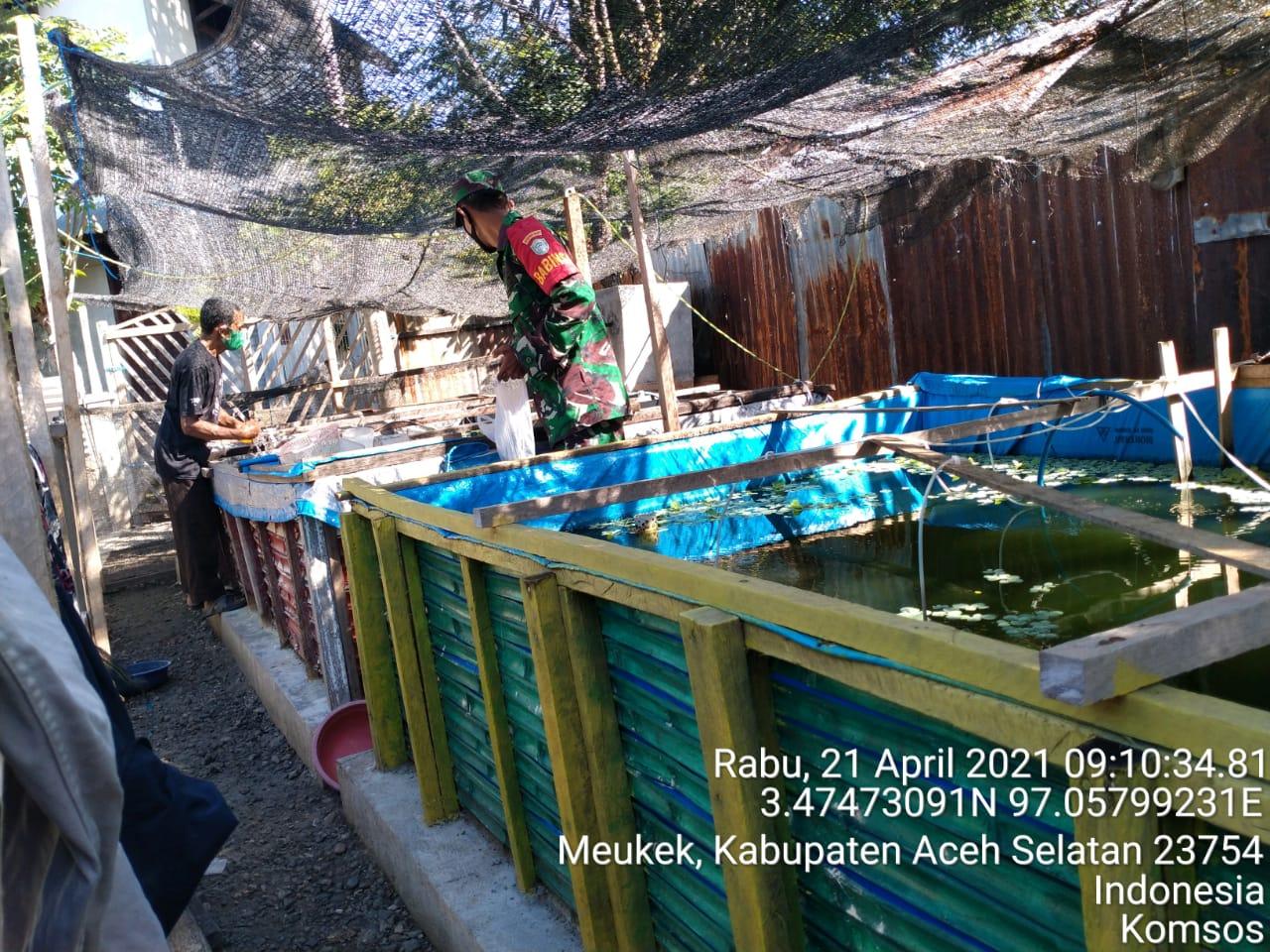 Babinsa Koramil 03/Muekek Motivasi Warga Desa Binaan Pembudidaya Ikan Lele