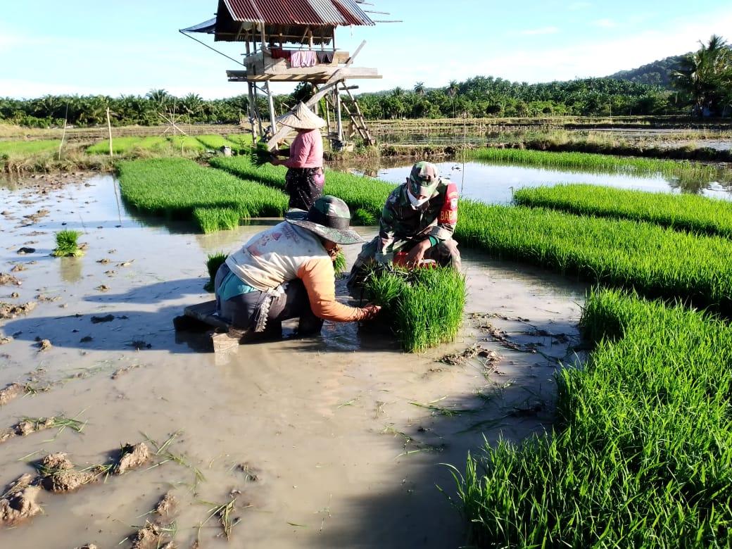 Tingkatkan Moril Petani Sertu Parwoto Dampingi Diawal Musim Tanam