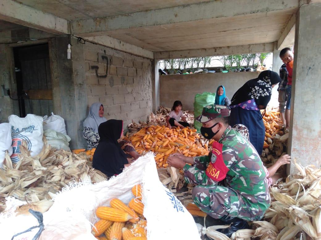 Pasca Panen Koptu Ardika Bantu Petani Kupas Jagung