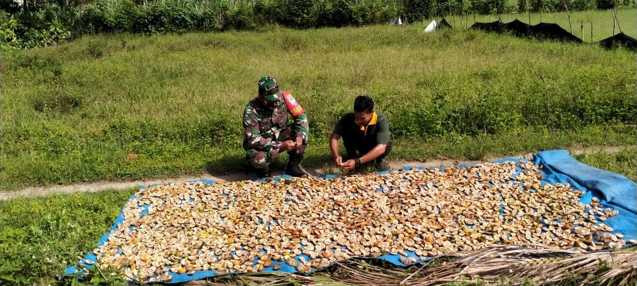Sembari Komsos, Babinsa Koramil 04/Sawang Bantu Petani Jemur Pinang
