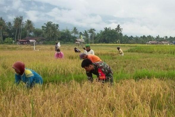 Semangat Babinsa Damping Petani Panen Padi
