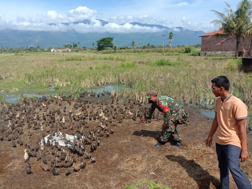 Babinsa Motivasi Peternak Bebek