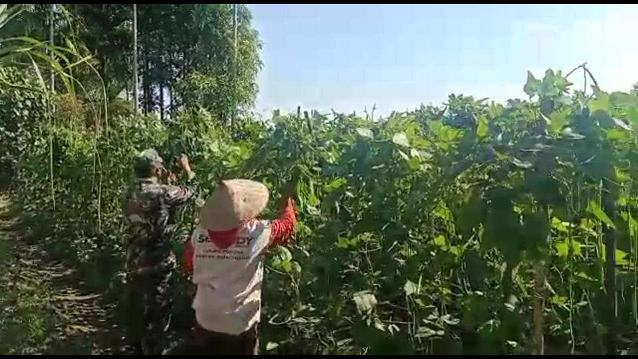 Ini Yang Dikatakan Babinsa Saat Dampingi Petani Memanen Kacang Panjang