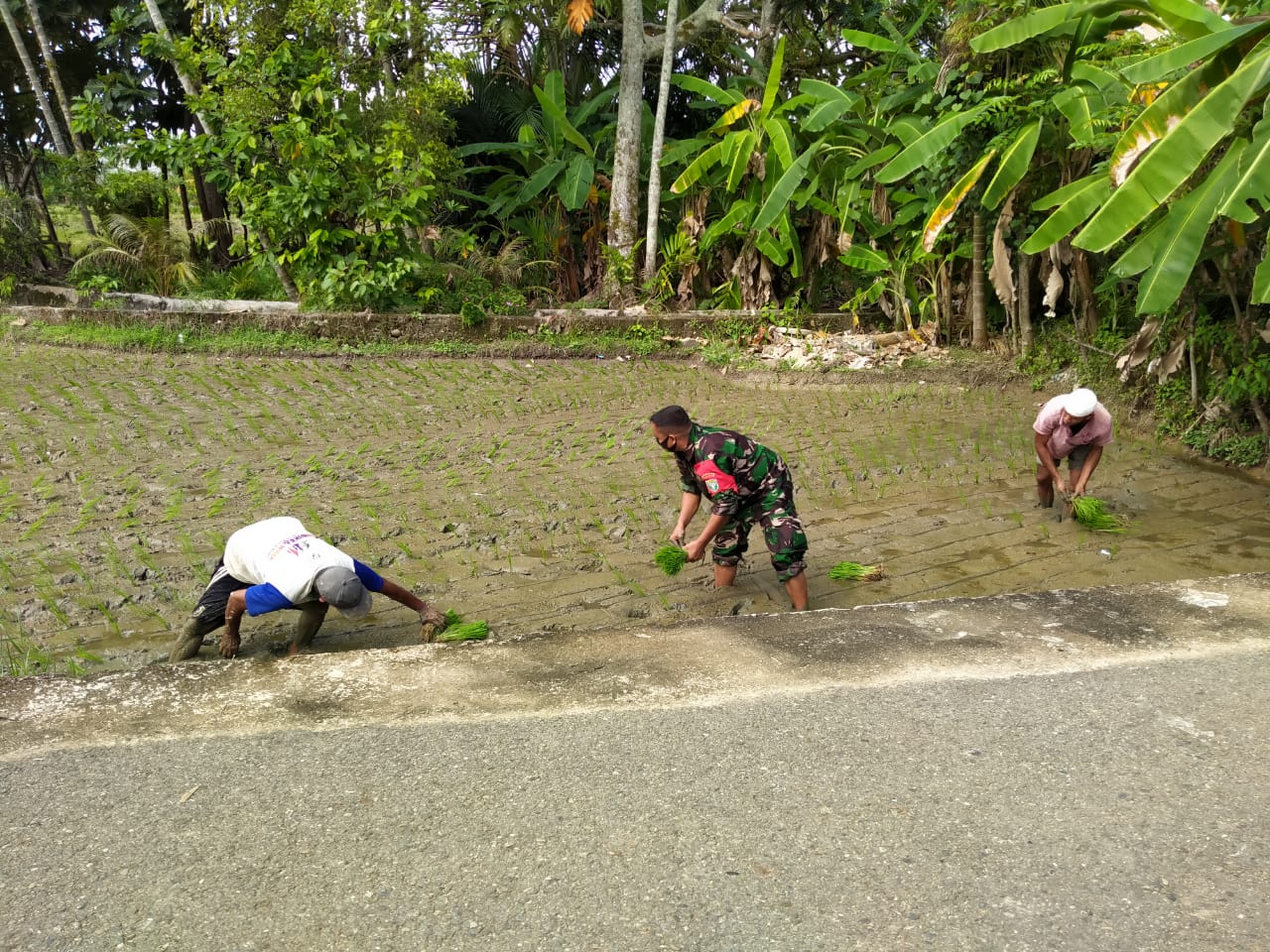 Babinsa Koramil Blangpidie tak Segan ‘Main Lumpur’, Turun Ke Sawah Bantu Petani Tanam Padi