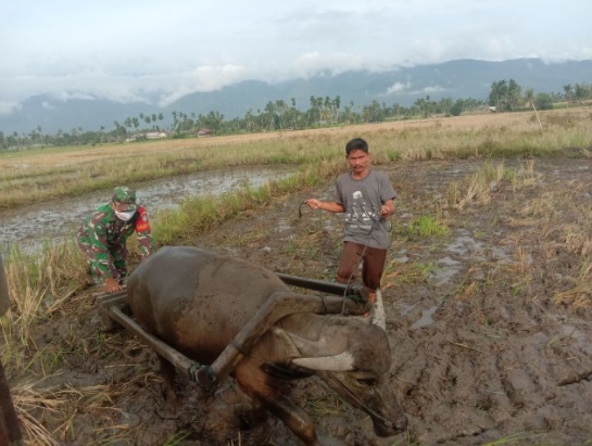 Babinsa Bantu Petani Olah Lahan Secara Manual