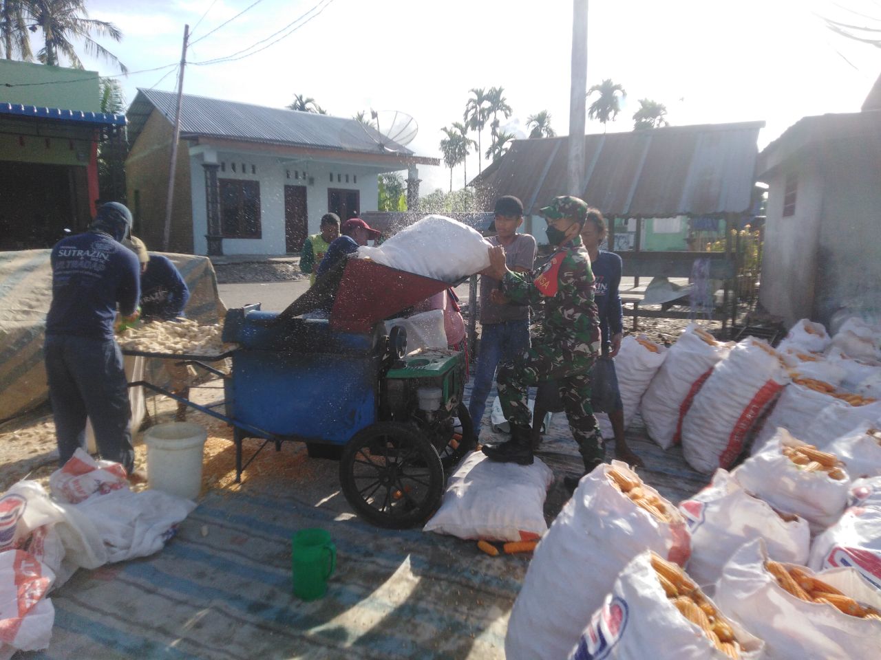 Babinsa Bantu Rontokan Jagung Hasil Panen Poktan Maju