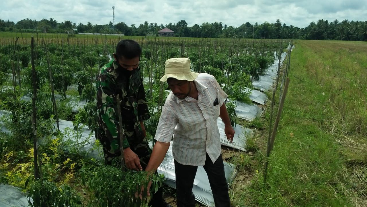 Dampingi Petani Cabe, Babinsa Bantu Bersihkan Lahan