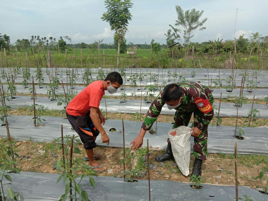 Selalu melaksanakan Pendampingan agar mendapatkan Hasil yang Maksimal, Babinsa Beri motivasi Kepada Para Petani.