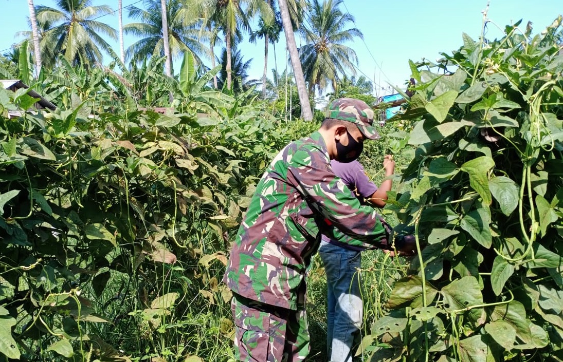 Manfaatkan Lahan Kosong, Babinsa 20/Ptb bersama Warga Panen Kacang Panjang