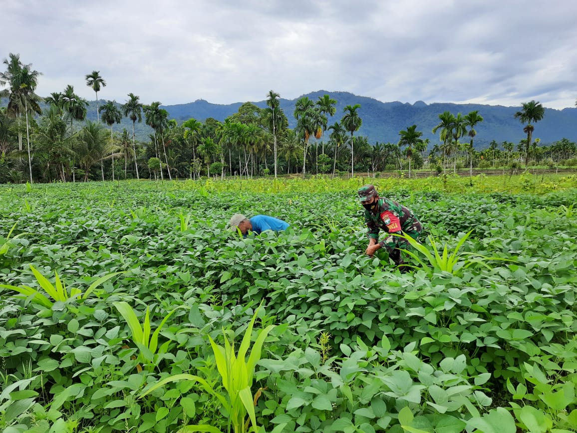 BABINSA BANTU PETANI MERAWAT KACANG KEDELAI