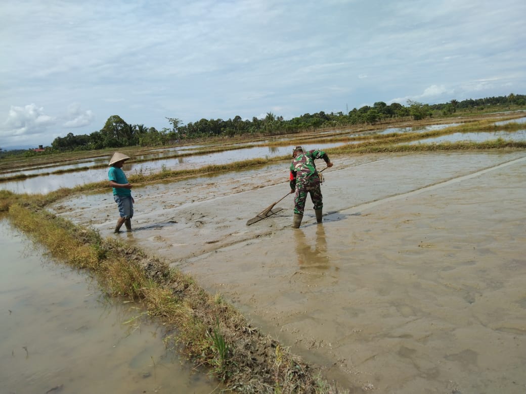 Yakinkan Sawah Siap Ditanam, Babinsa Dampingi Petani di Sawah