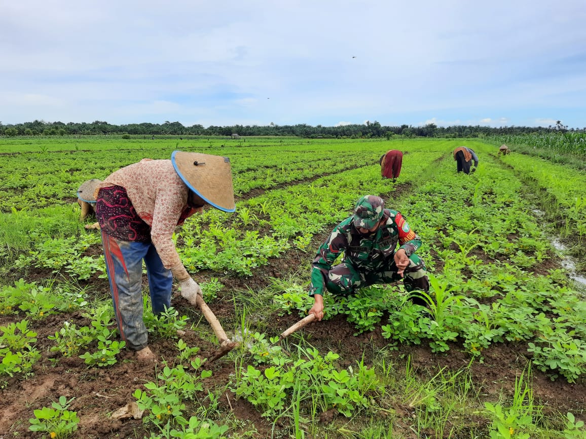 BABINSA KORAMIL 02/KUALA BATEE BANTU PETANI KACANG TANAH.