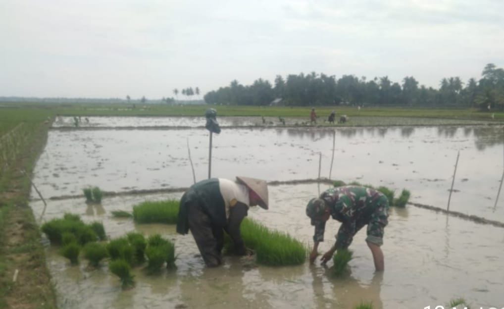 Babinsa Turun Kesawah Bantu Petani Cabut Bibit Padi