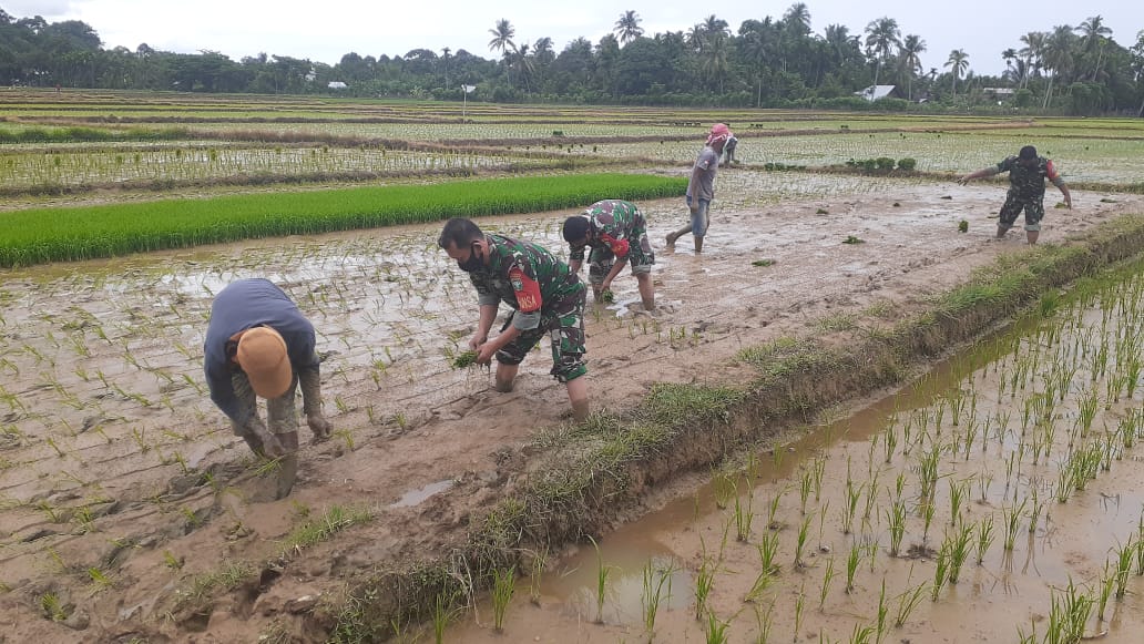 Dalami Pertanian di sawah, Personil Babinsa 08/ Setia Bantu Tanam Padi