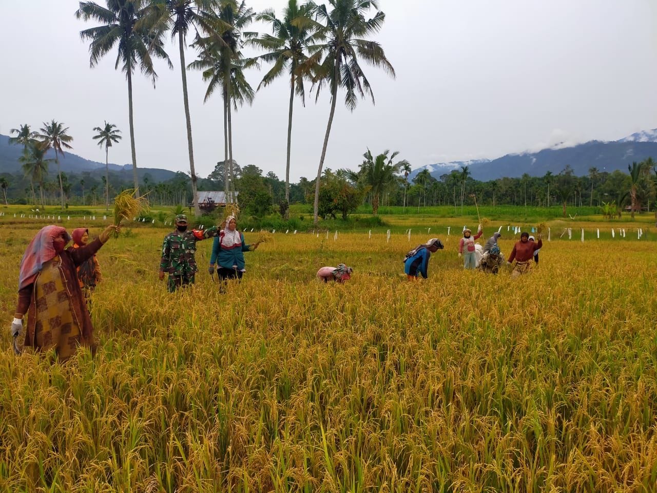 Sertu Kariman Bantu Petani Panen Padi