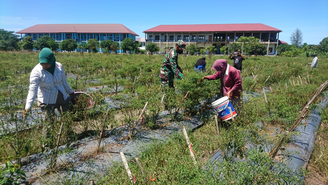 Babinsa Koramil 04 Susoh Dampingi Petani Panen Cabe