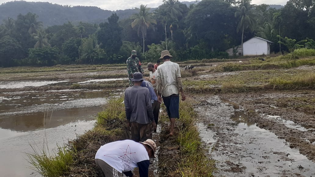 Matangkan Persiapan Tanam Padi, Babinsa Bergotong-Royong Dengan Para Petani