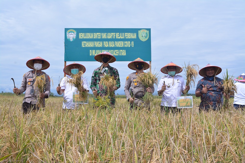 Menjaga Kestabilitasan Ketahanan Pangan, Dandim 0103/Aut Panen Padi Demplot di Cot Trieng