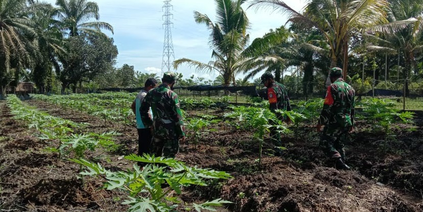 Babinsa Bantu Petani Rawat Tanaman Pepaya