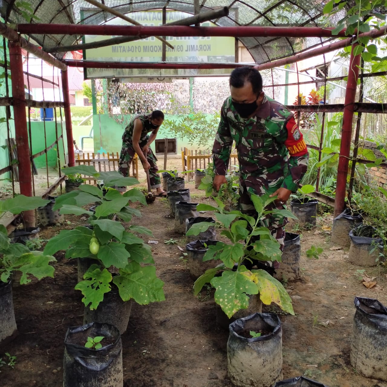 Manfaatkan Lahan Kosong, Koramil 09/Nrs Fungsikan Wilayah Kantor Sebagai Rumah Hijau